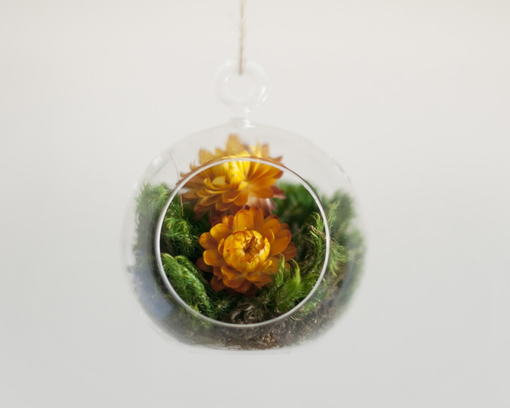 Close-up view of a hanging glass globe with a window opening showing the soil, moss and a couple dried flowers inside the globe.