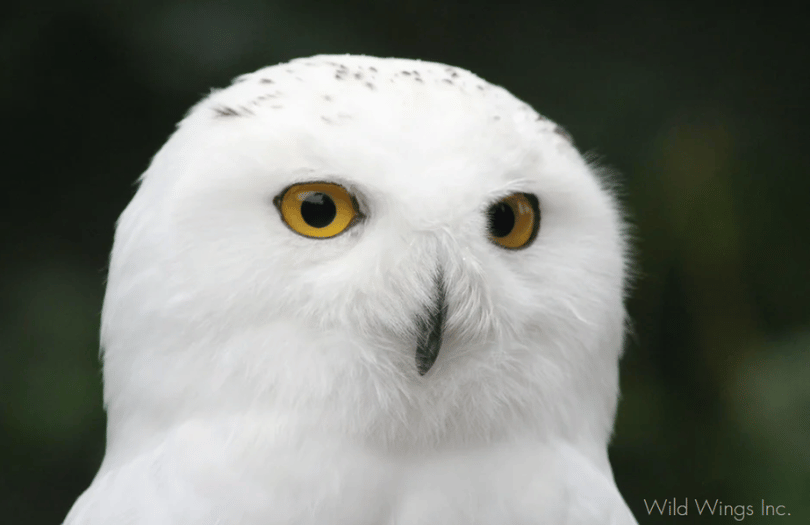 Close up of the head of a bright white snowy owl.