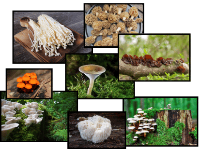 What is a Mushroom? Mycology 101 for Teens & Adults