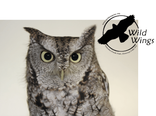Birds of Prey Demonstration at Wild Wings in Mendon Ponds Park