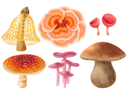Mushroom Anatomy Class for Kids