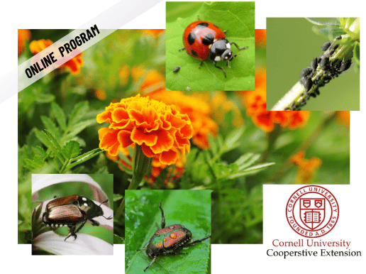 Integrated Pest Management with Cornell CoOperative Extension