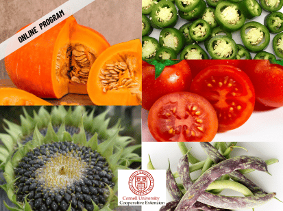 ONLINE – Seed Saving