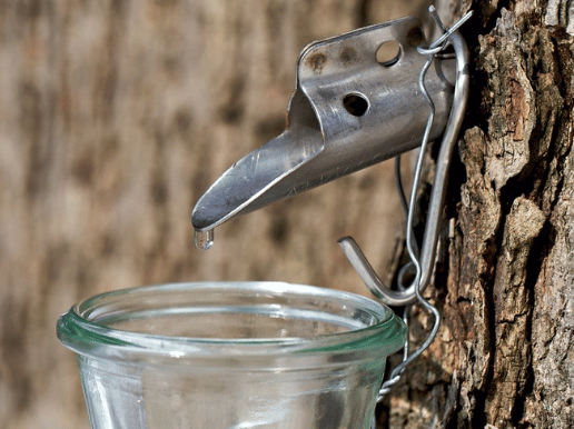 Sap, Syrup, and Sugar, with Genesee Country Village and Museum