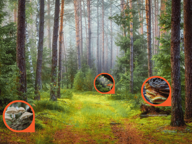 Mushroom Walk at Mendon Ponds Park