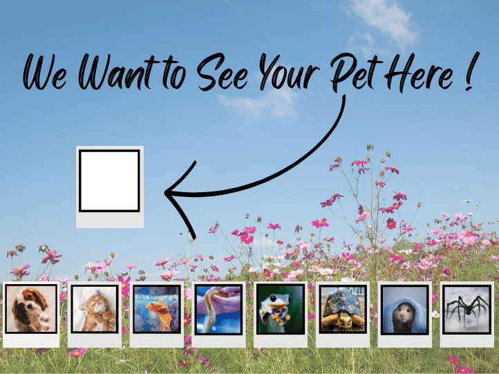 Add to Our Display for Pet Month in May
