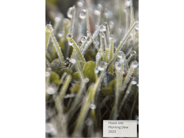Close up of Hazel Jokl's photograph entitled "Morning Dew" showing individual dew drops on the tops of blades of grass and reflecting light off them.
