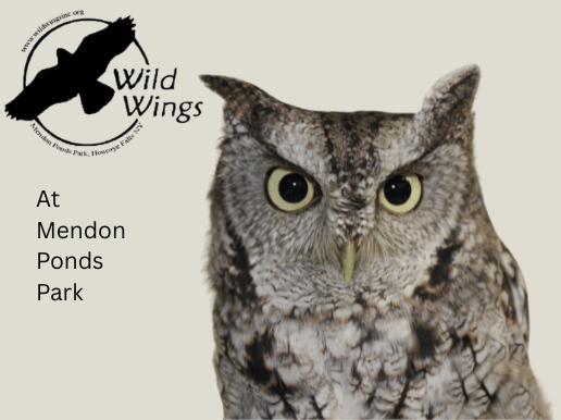 Birds of Prey Meet & Greet